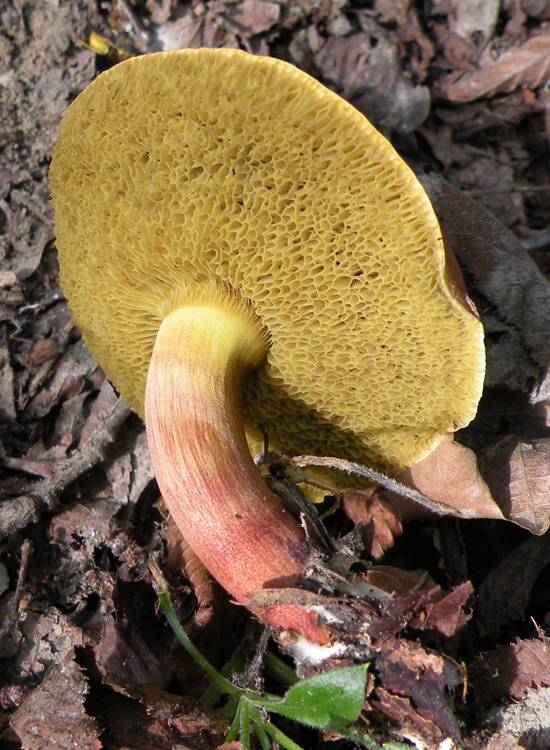 Porcini emiliani: Xerocomus ferrugineus?